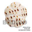 Natural Scallop Cunos Shell Pendant